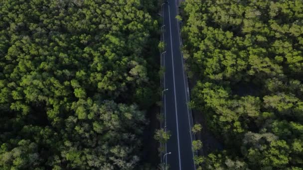 Αεροφωτογραφία Από Ιπτάμενο Drone Πράσινων Δέντρων Και Φυτών Δάσος Μαγγρόβιων — Αρχείο Βίντεο