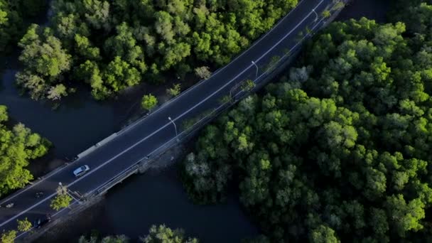 Αεροφωτογραφία Από Ιπτάμενο Drone Πράσινων Δέντρων Και Φυτών Δάσος Μαγγρόβιων — Αρχείο Βίντεο