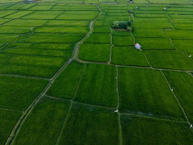 Endonezya 'nın Bali adasının kuzey tarafındaki yeşil pirinç tarlaları..