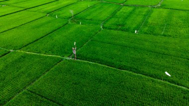 Tegallalang köyü, Ubud merkezi, Bali 'nin yeşil pirinç tarlalarının görüntüsü.