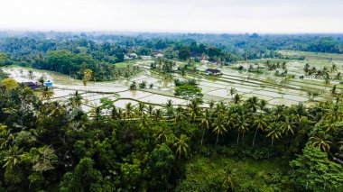 Bali, Endonezya 'da yeşil pirinç tarlalarının ve yemyeşil palmiyelerin insansız hava aracı görüntüsü.