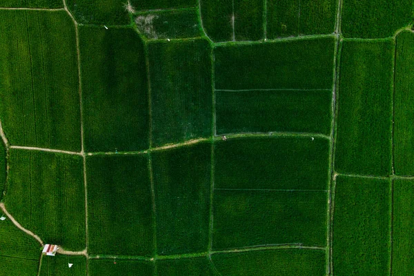 Green Rice Fields North Side Bali Island Indonesia — Stock Photo, Image