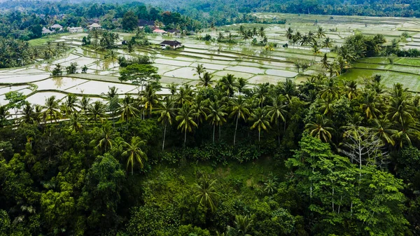 Bali, Endonezya 'da yeşil pirinç tarlalarının ve yemyeşil palmiyelerin insansız hava aracı görüntüsü.
