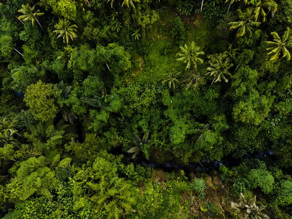 Asya 'nın yemyeşil ormanlarındaki yeşil ağaçların ve palmiyelerin havadan görünüşü