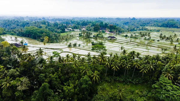 Bali, Endonezya 'da yeşil pirinç tarlalarının ve yemyeşil palmiyelerin insansız hava aracı görüntüsü.