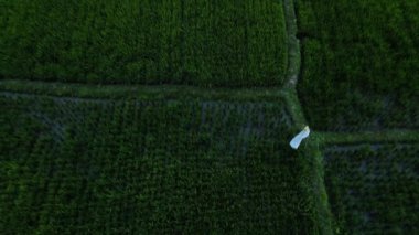 Bali, Endonezya 'daki yeşil pirinç tarlalarının insansız hava aracı görüntüsü.