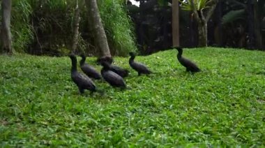 Bir grup siyah egzotik kuş ormanda yürüyor.