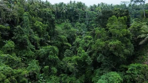 Flygfoto Gröna Träd Och Växter Den Lummiga Skogen Asien — Stockvideo