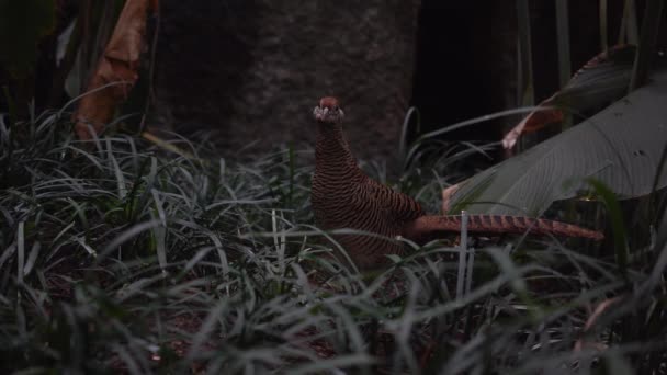 Brązowy Egzotyczny Ptak Dżungli — Wideo stockowe