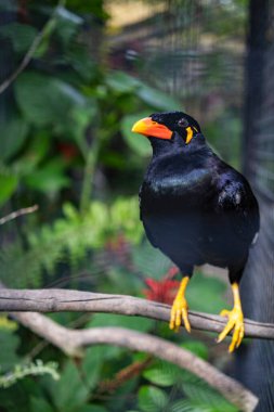 Ormandaki ağaçta oturan egzotik kuş papağanı.