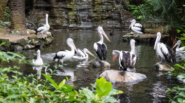 Ormanda bir gölün yakınındaki pelikan sürüsü.