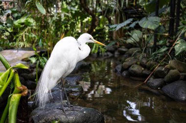 Ormandaki beyaz egzotik kuş