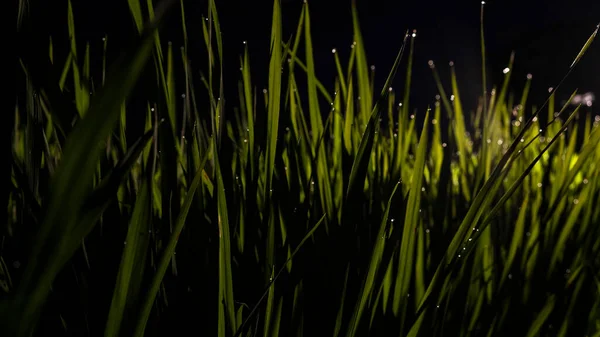 夜间在草地上反射的水滴 — 图库照片