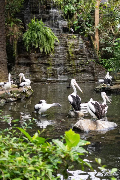 Flock Pelikaner Nära Sjö Djungeln — Stockfoto