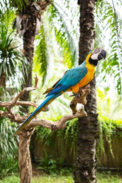 Loro Pájaro Exótico Sentado Árbol Selva — Foto de Stock