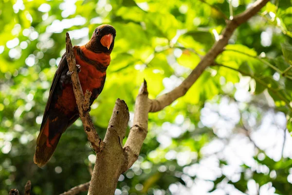Papagaio Pássaro Exótico Sentado Árvore Selva — Fotografia de Stock