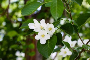 Baharda çiçek açan elma ağacı