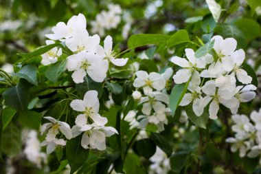 Baharda çiçek açan elma ağacı. İlkbaharda doğa