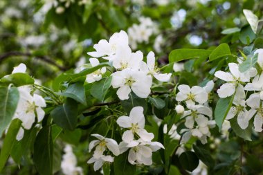 Baharda çiçek açan elma ağacı. İlkbaharda doğa