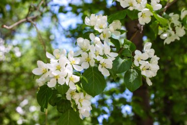 Baharda çiçek açan elma ağacı. İlkbaharda doğa
