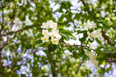 Baharda çiçek açan elma ağacı. İlkbaharda doğa