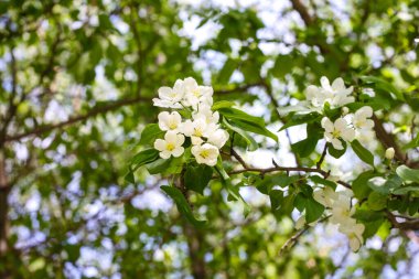 Baharda çiçek açan elma ağacı. İlkbaharda doğa