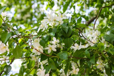 Baharda çiçek açan elma ağacı. İlkbaharda doğa