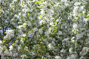 Baharda çiçek açan elma ağacı. İlkbaharda doğa