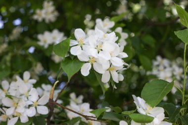 Baharda çiçek açan elma ağacı. İlkbaharda doğa