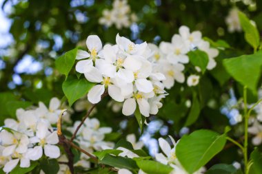 Baharda çiçek açan elma ağacı. İlkbaharda doğa