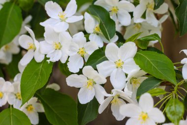 Baharda çiçek açan elma ağacı. İlkbaharda doğa