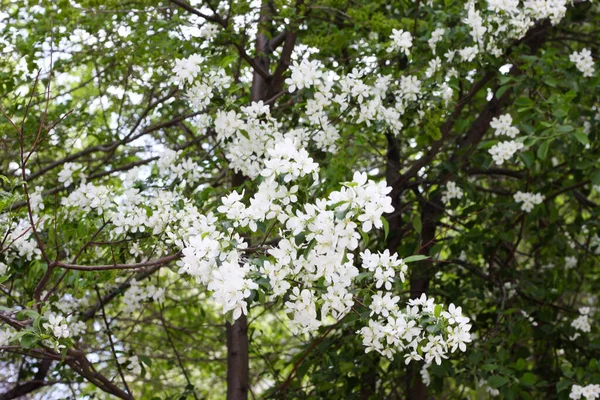 Baharda çiçek açan elma ağacı