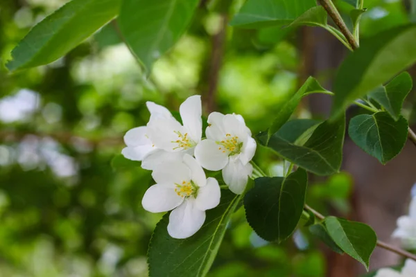 Blühender Apfelbaum Frühling — Stockfoto