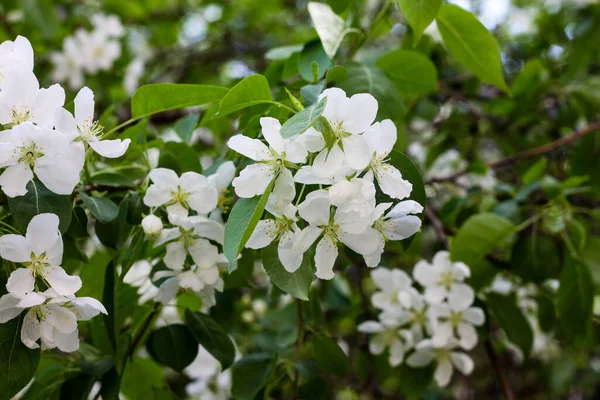 Blühender Apfelbaum Frühling Natur Frühling — Stockfoto