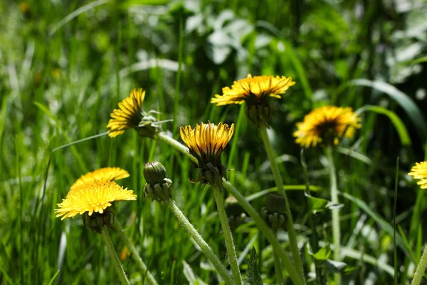 Çimlerde sarı karahindibalar