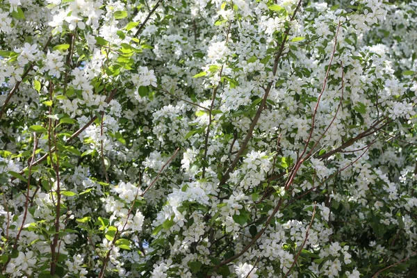 Melo Fiorito Primavera Natura Primavera — Foto Stock