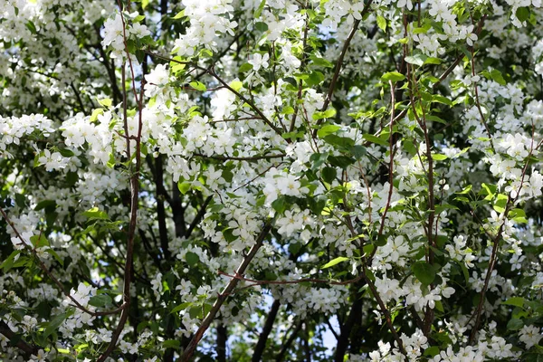 Baharda çiçek açan elma ağacı. İlkbaharda doğa