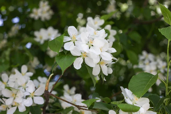 Baharda çiçek açan elma ağacı. İlkbaharda doğa