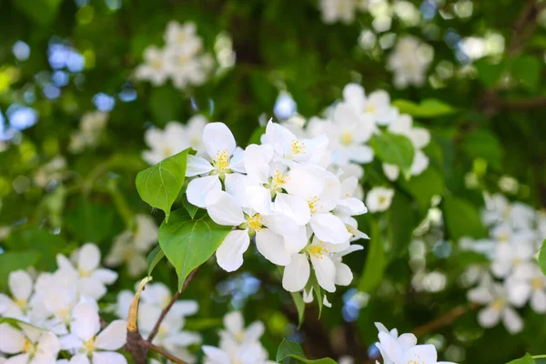Bloeiende Appelboom Het Voorjaar Natuur Het Voorjaar — Stockfoto