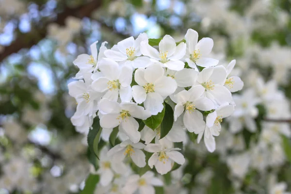 Baharda çiçek açan elma ağacı. İlkbaharda doğa