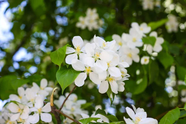 Kvetoucí Jabloně Jaře Příroda Jaře — Stock fotografie