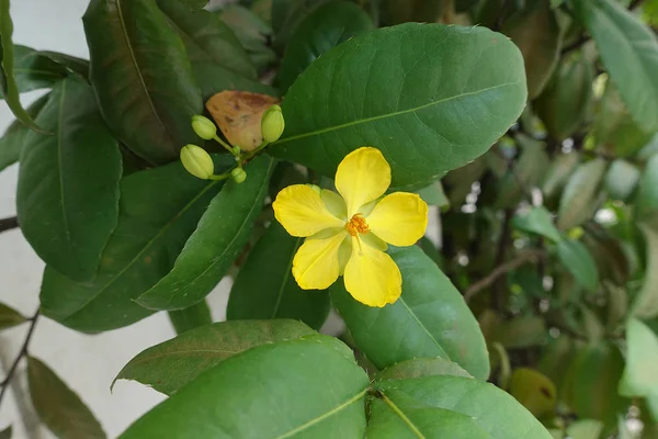 Hermosa Flor Amarilla Ochna Integerrima Lour Merr Micky Planta Ratón —  Fotos de Stock