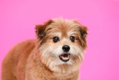 Mutlu köpek gülüşü ve pembe arka planda neşeli bir melez. Mutluluk köpeği kavramı.