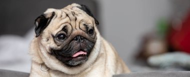 Banner sevimli köpek pug cinsinin bir sorusu var ve komik bir yüz ifadesi var mutluluk ve eğlence, seçici odak, köpek dostu kavram