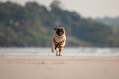 Köpek yavrusu sahilde can yeleğiyle koşuyor. Eğlenceli ve mutlu. Köpek tatili konsepti.