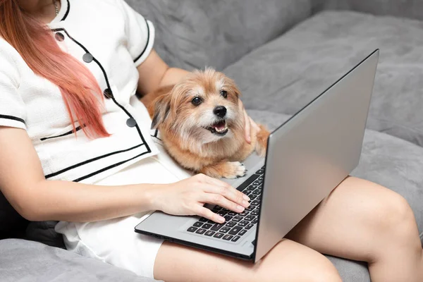 Woman typing and working on laptop with dog Mix breed lying on her knee and looking on screen feeling happiness and comfortable,Friendly Dog Concept