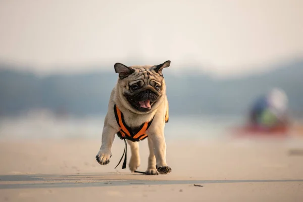 Pies Mops Rasy Działa Plaży Kamizelki Ratunkowej Tak Zabawy Szczęścia — Zdjęcie stockowe