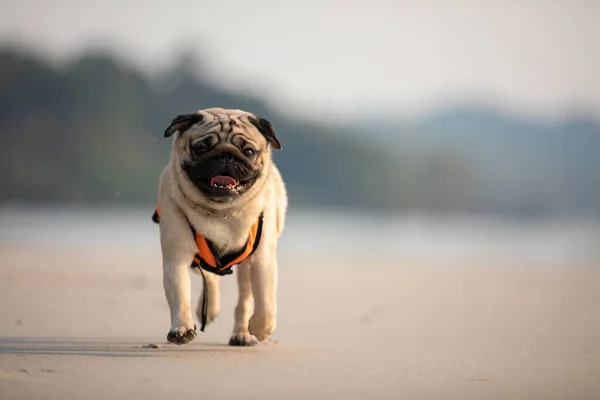 Hond Pug Ras Lopen Het Strand Met Zwemvest Leuk Gelukkig — Stockfoto