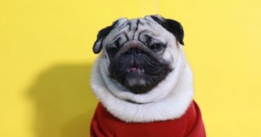 Sevimli köpek pug cinsi kızgın surat ve sarı arka planda ciddi yüz, Mutlu köpek gülüşü Yaza hazır Pug Saf Köpek Konsepti