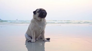 Kumsalda oturan mutlu köpek yavrusu sahilde çok mutlu ve eğlenceli tatiller, köpek tatilleri